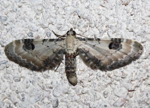 Eupithecia centaureata